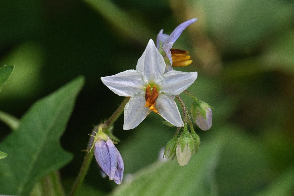 2025-07199686 Tower Hill Botanic Garden, MA.JPG - Carolina Horsenettle (Solanum carolinense). New England Botanic Garden at Tower Hill, MA, 7-19-2025